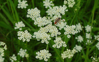 Kumina (Carum carvi) Kumina (Carum carvi)