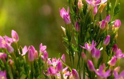 Tavžentroža (Centaurium erythraea) Tavžentroža (Centaurium erythraea)