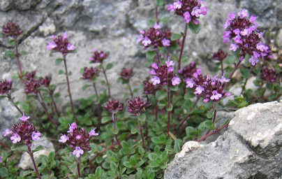 Timijan (Thymus vulgaris) Timijan (Thymus vulgaris)