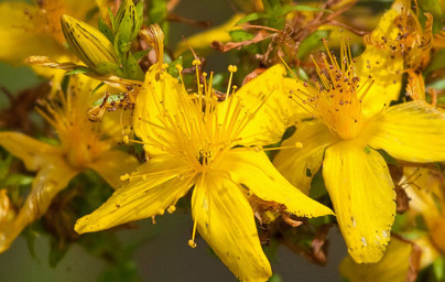 Šentjanževka (Hypericum perforatum) Šentjanževka (Hypericum perforatum)