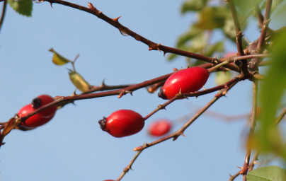Šipek (Rosa canina) Šipek (Rosa canina)