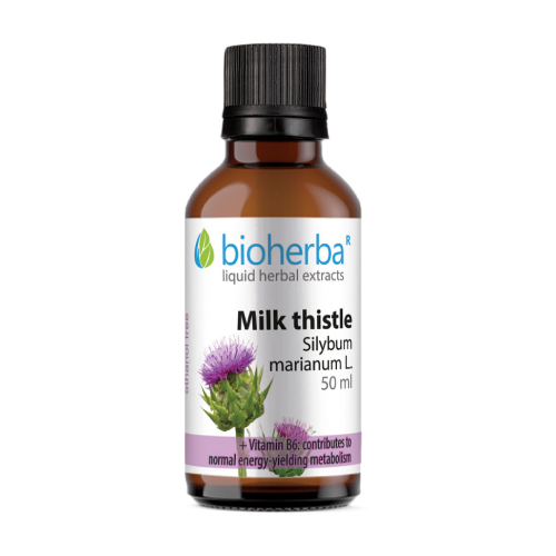 Pegasti badelj - tinktura, 50 ml