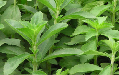 Stevija (Stevia rebaudiana) Stevija (Stevia rebaudiana)