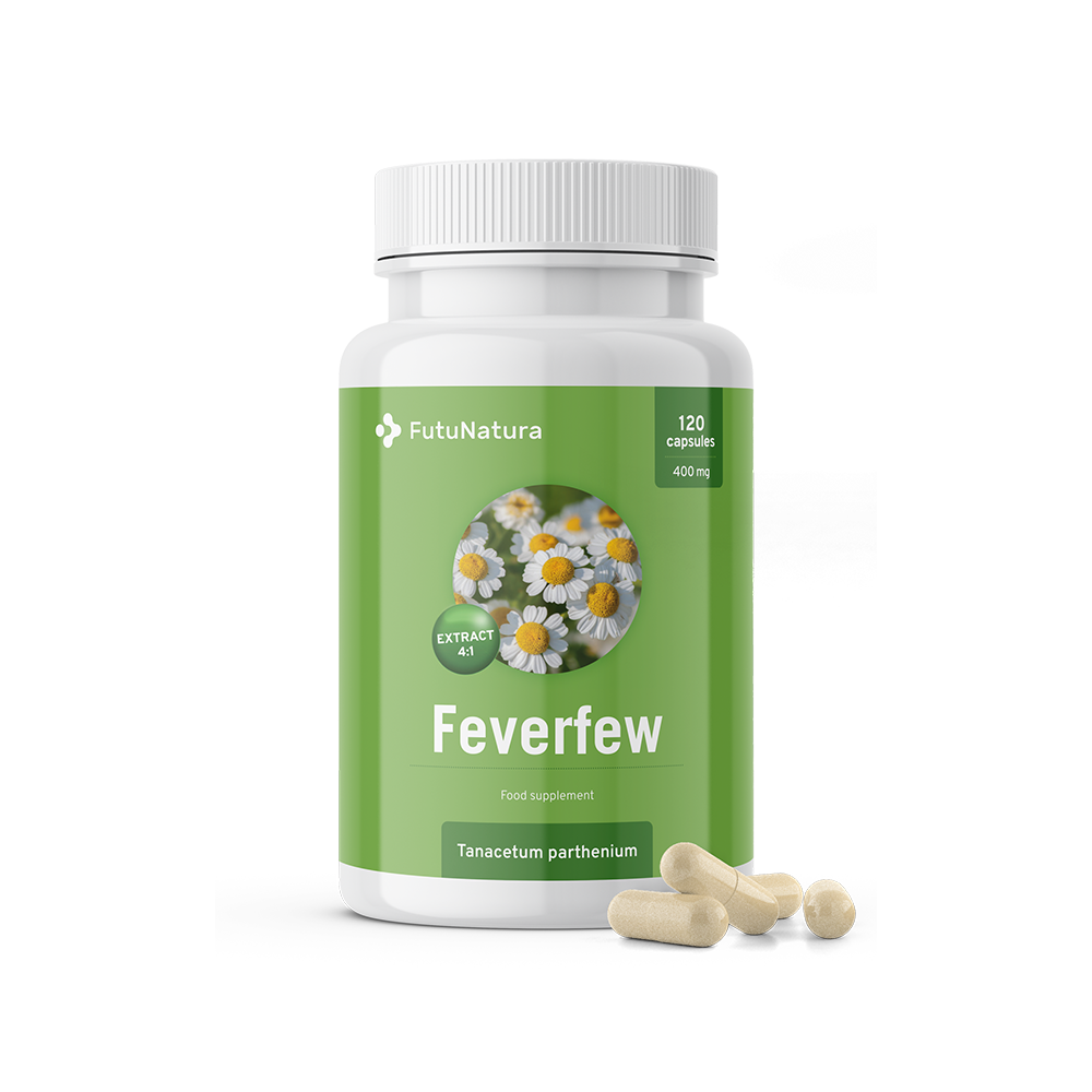 Feverfew (beli vratič)