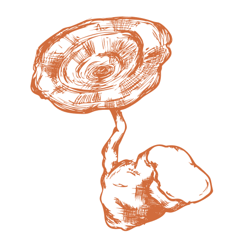 Tiger Milk