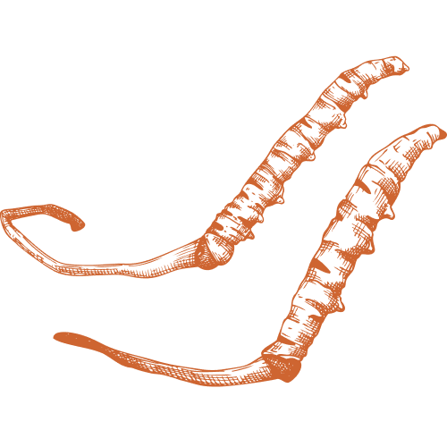 Cordyceps sinensis