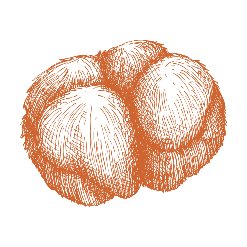 Igel-Stachelbart