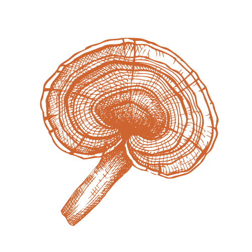 Reishi