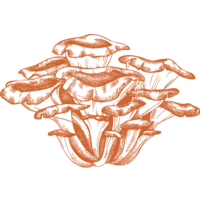 Maitake