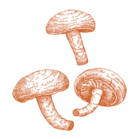 Shiitake