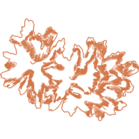 Tremella fuciformis