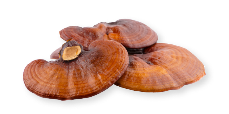  - Ganoderma lucidum