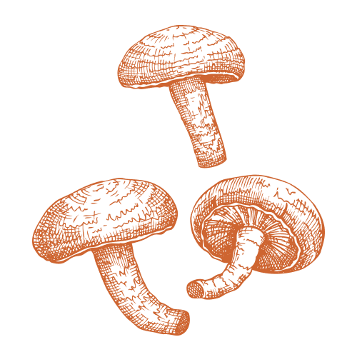 Shiitake