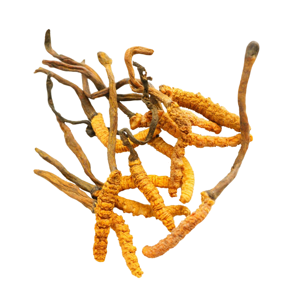 Cordyceps-Extrakt 