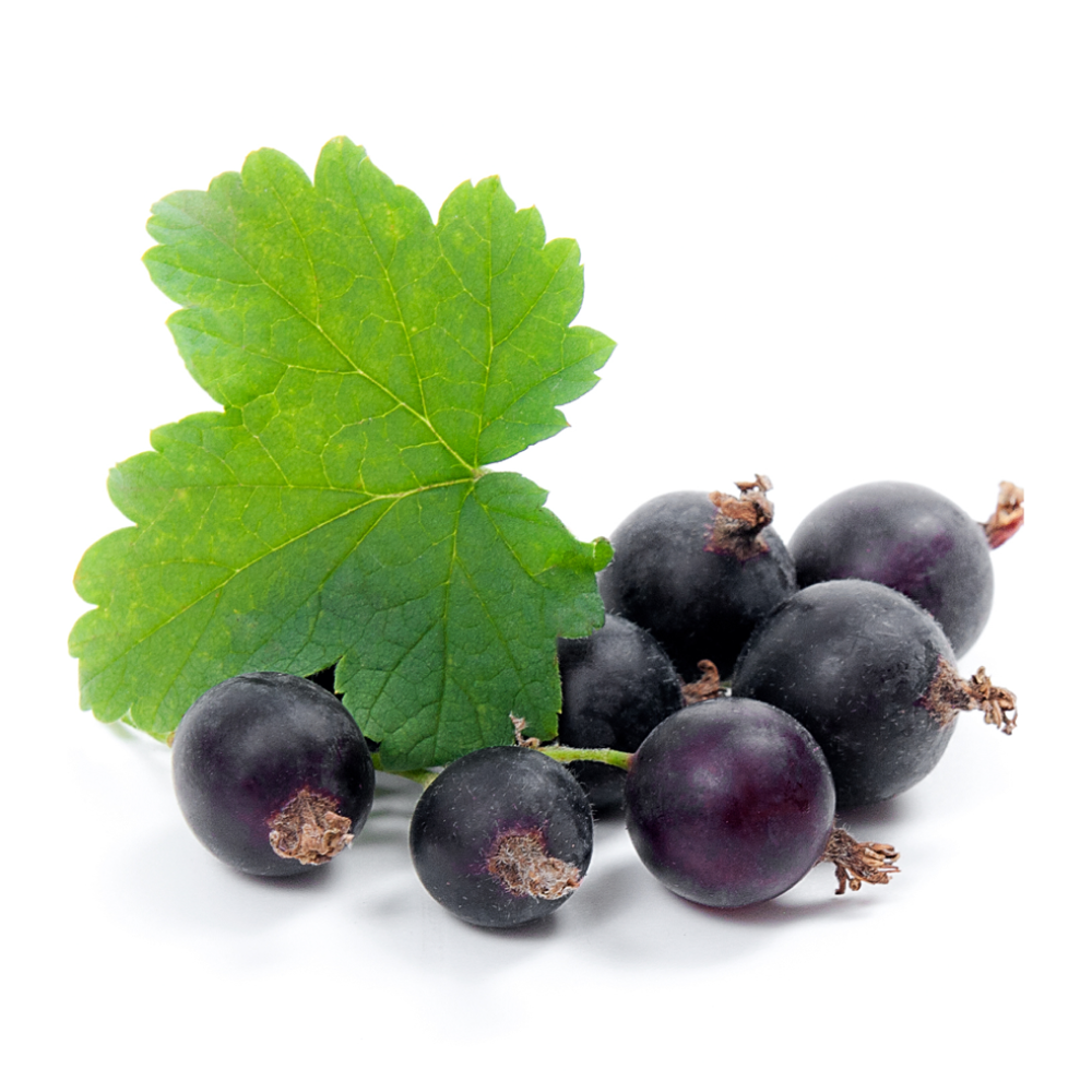 Ribes nero