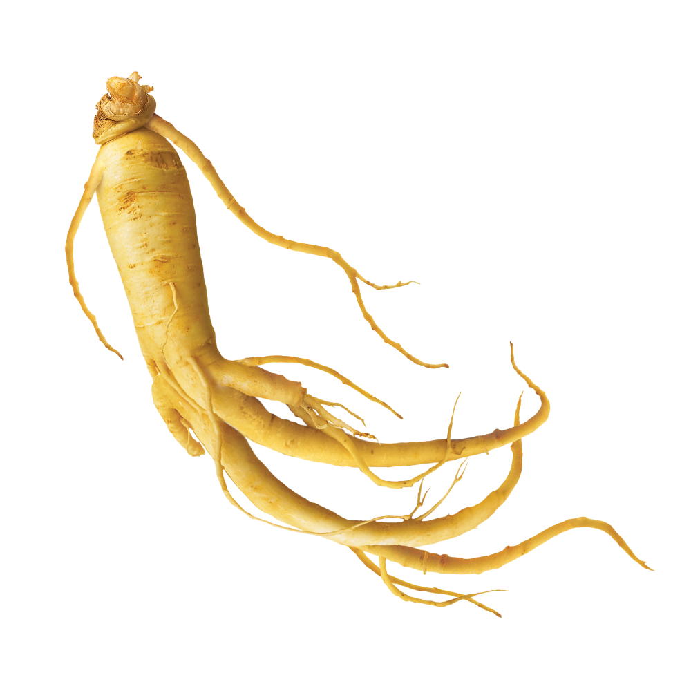 Wyciąg z liści żeń-szenia
