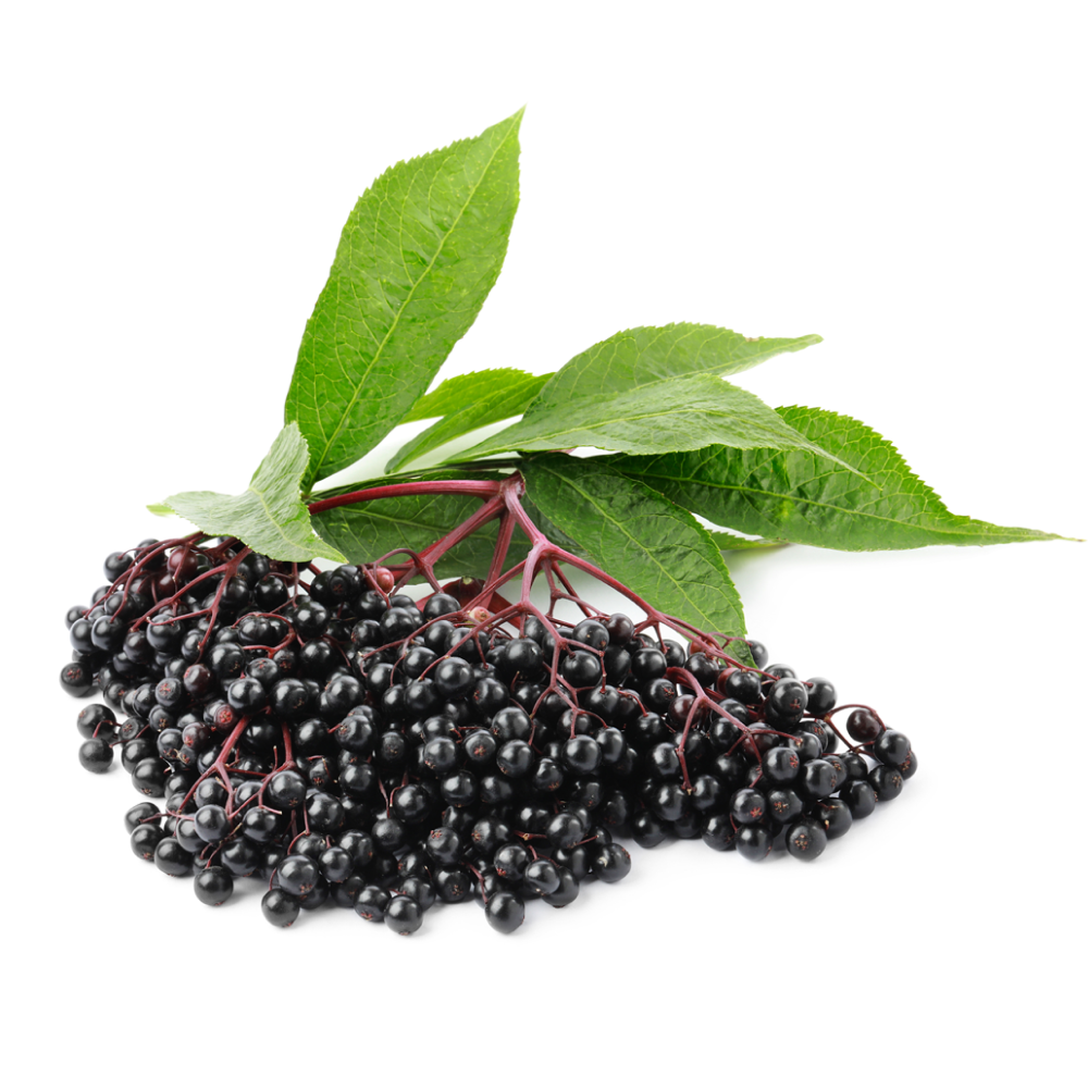 Czarny bez
