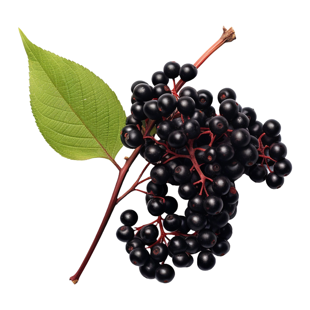 Czarny bez