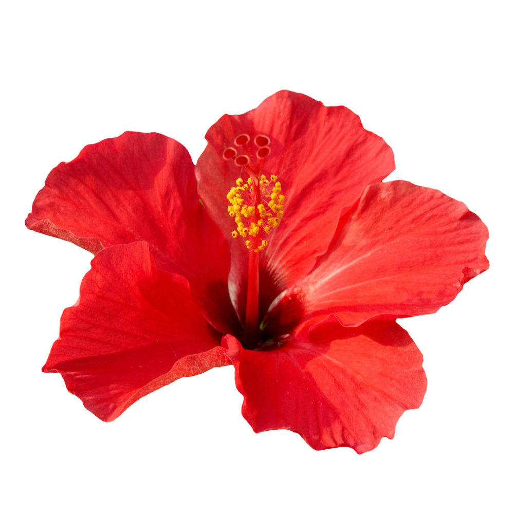 Flori de hibiscus