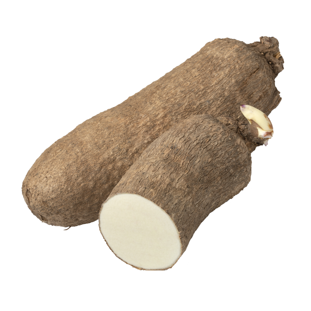 Ignamă  sălbatică