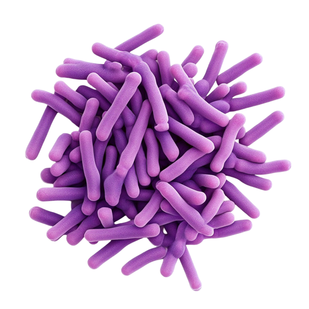 Laktobacilus acidophilus
