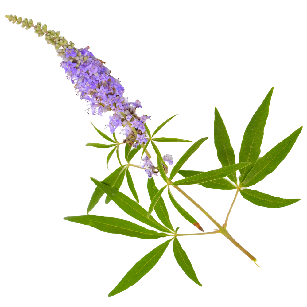Chastetree extract