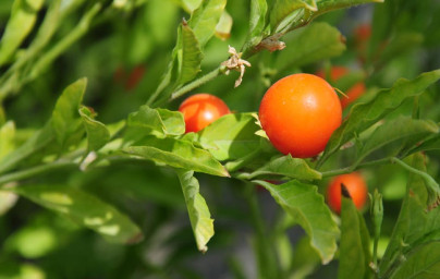 Ashwagandha (Withania Somnifera) Ashwagandha (Withania Somnifera)