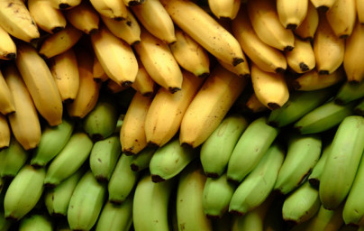 Banán (Musa cavendishii) Banán (Musa cavendishii)