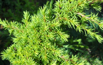 Céder (Cedrus) Céder (Cedrus)