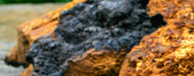 Chaga