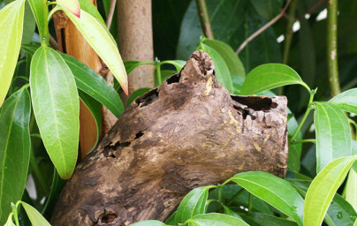 Škorica (Cinnamomum ceylonicum) Škorica (Cinnamomum ceylonicum)