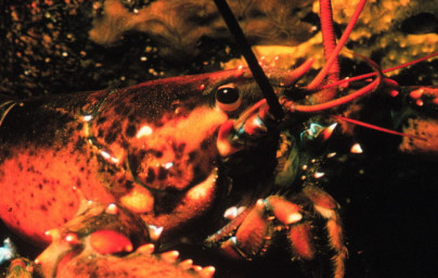 Chitosan Chitosan