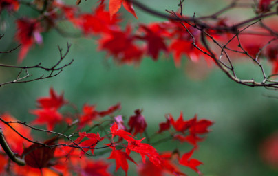Javor (Acer) Javor (Acer)
