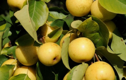 Nashi (Pyrus pyrifolia) Nashi (Pyrus pyrifolia)