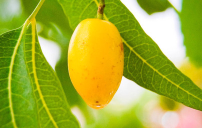 Neem (Azadirachta indica) Neem (Azadirachta indica)