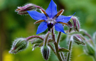 Borákový olej (Borago officinalis) Borákový olej (Borago officinalis)