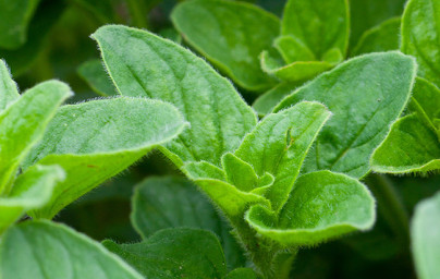 Oregano (Origanum vulgarum) Oregano (Origanum vulgarum)