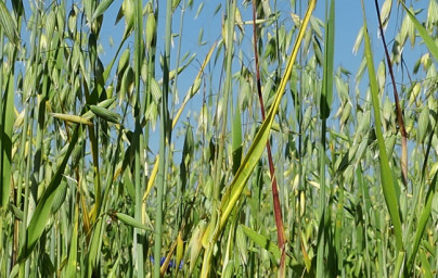 Ovos (Avena sativa) Ovos (Avena sativa)