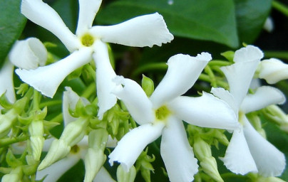 Vanilka (Vanilla planifolia) Vanilka (Vanilla planifolia)