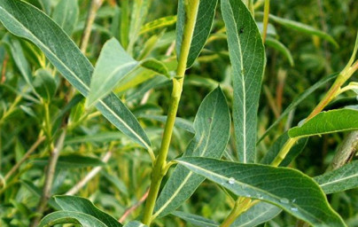 Vŕba (Salix) Vŕba (Salix)