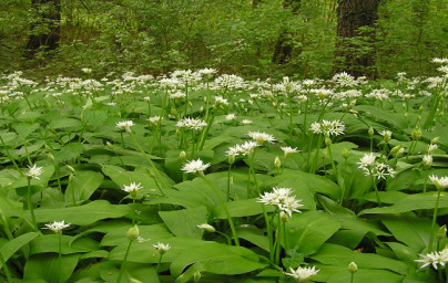 Medvedí cesnak (Allium ursinum) Medvedí cesnak (Allium ursinum)
