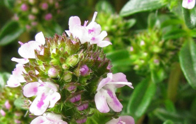Saturejka (Satureja hortensis) Saturejka (Satureja hortensis)