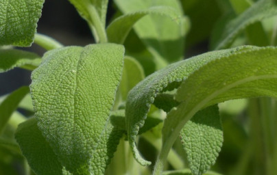 Šalvia (Salvia officinalis) Šalvia (Salvia officinalis)