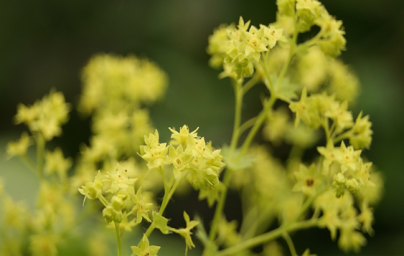 Alchemilka (Alchemilla vulgaris)