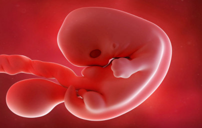 7. týždeň tehotenstva 7. týždeň tehotenstva